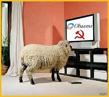 SheepWatchingGeorgeWBushOnTV3.jpg